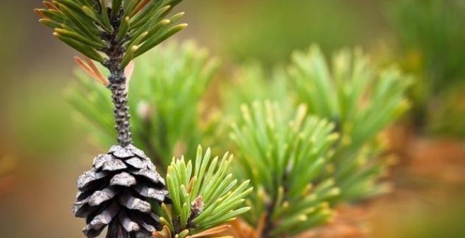 4种整株都有香味的树,家里养一棵,不生虫,还能四季飘香