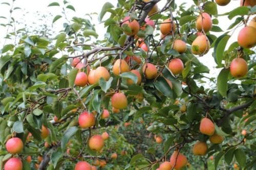 蔬菜|中老年女性适合多吃三种蔬菜，营养价值高、抗衰老，早知道早好