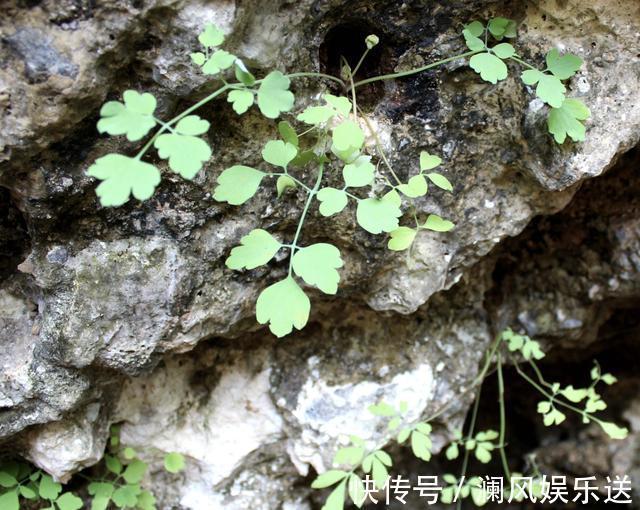 悬崖边的1种“草”，闻着虽然“臭”，1斤却卖“60元”，价值高！