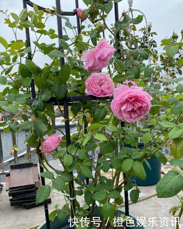 细数10种狼牙棒月季,怕刺的可绕道