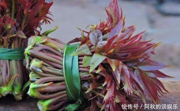 俗语“香椿过房,主人恐伤”,有啥忌讳?香椿树不能在院子种吗?