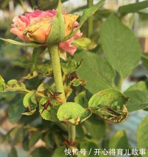 月季的叶片很多瘢痕还畸形,芽也黑了,怎么回事,是小虫在作怪
