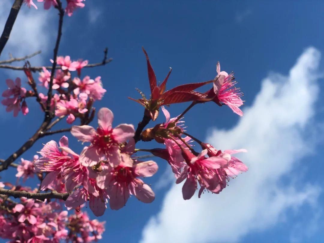 樱花|通海里山：樱花烂漫似春来