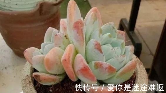 二九寒天,养多肉,想保命就得做到这“3多1少”