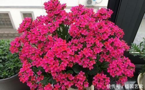 养花|什么羊粪、有机肥都不如1种小粉末,养花喂一勺,开花量翻倍!