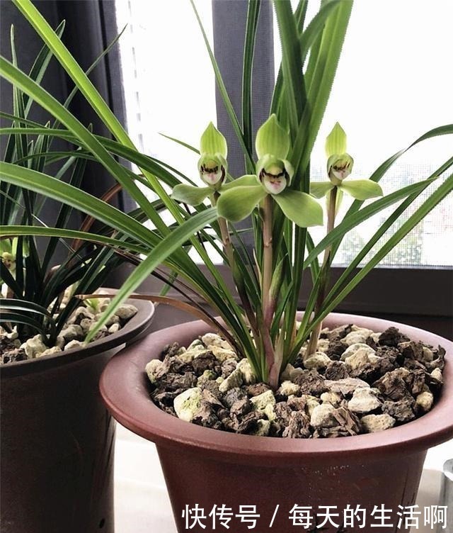 厨房这1料,养兰“特有效”,一洒一喷,兰花生根快,新芽蹿不停!