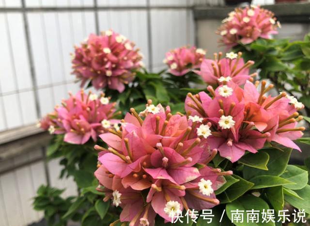 三角梅开花花期短原来用错了“肥料”,赶紧换一种,花开大半年
