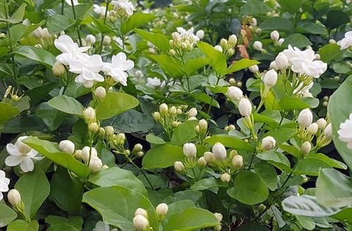 开满|2种漂亮花,皮实又好养,现在扦插几盆,来年花开满枝!