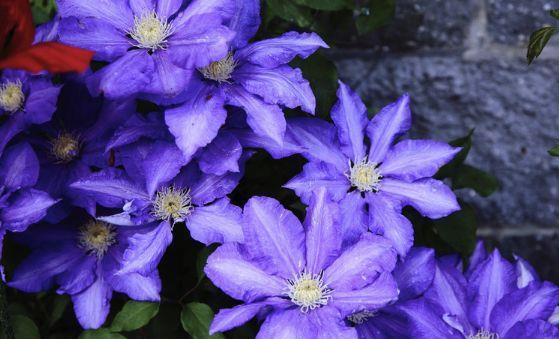 上美|漂亮又皮实的几种花,超好养的,放在阳台上美如花海