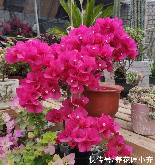 磷酸二氢钾|春季养三角梅，紧跟“3步”操作，呼呼冒花芽，无叶挤满花