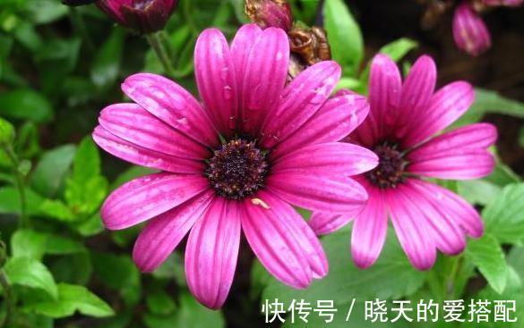 超美|从8月16日开始，家养此款花卉，花朵清新优雅，花超美