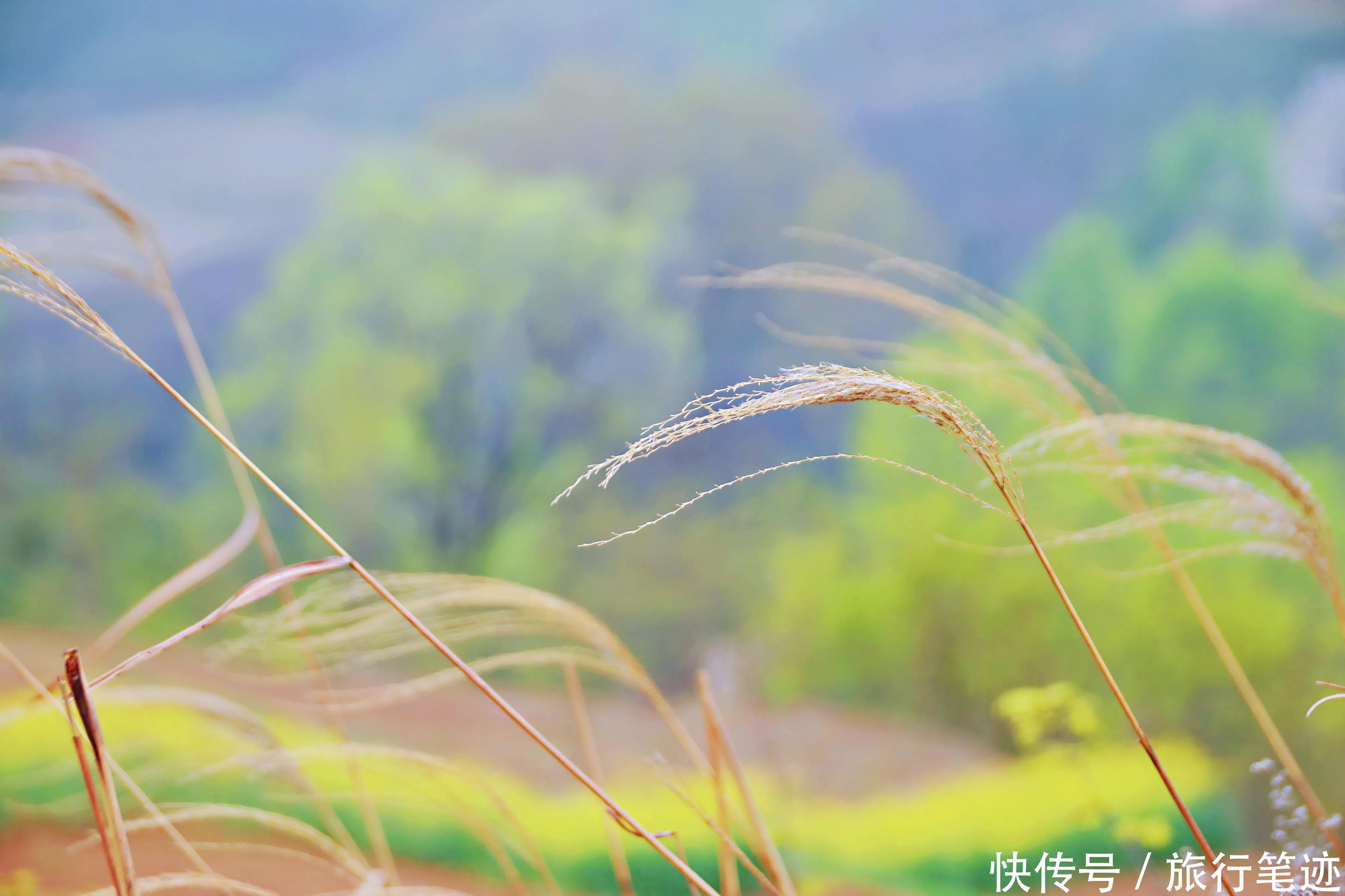 “秦岭脚下的普罗旺斯”——踏青赏花逛大集，这里将春天揽于怀中！