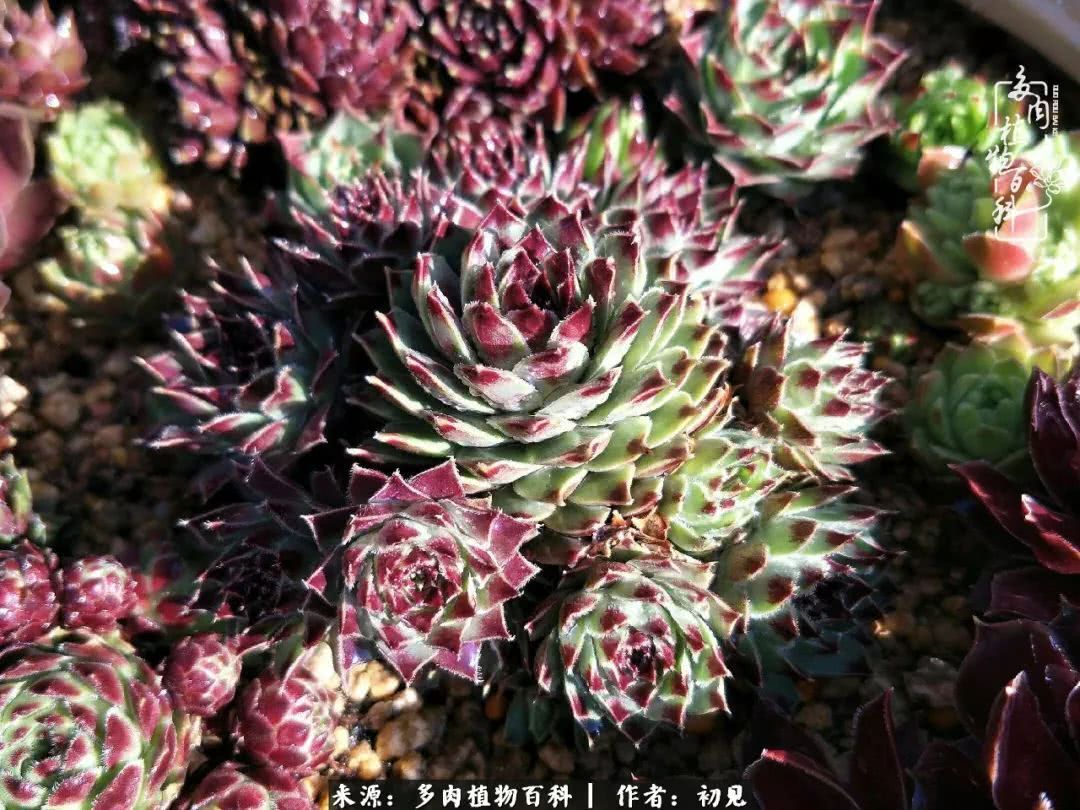 养多肉四周年，从初见到爱恋！幸福一直藏在浅薄的日子里！