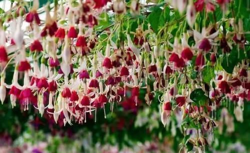 别养绿萝吊兰了,3种花剪根枝,插水里能活,开花一大片!