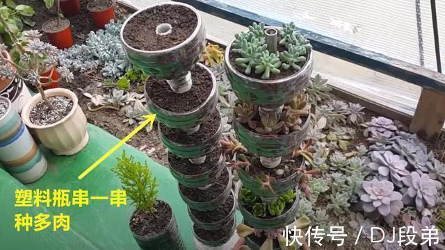 瓶口|攒了1个月的塑料瓶,瓶口朝下一个扣一个,用来扦插多肉,生根快