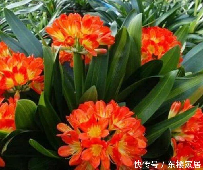 家有庭院看这里,漂亮的四种小花,打造花园小院