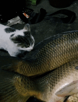 |搞笑GIF:我都不敢这么p,她却敢这么长!