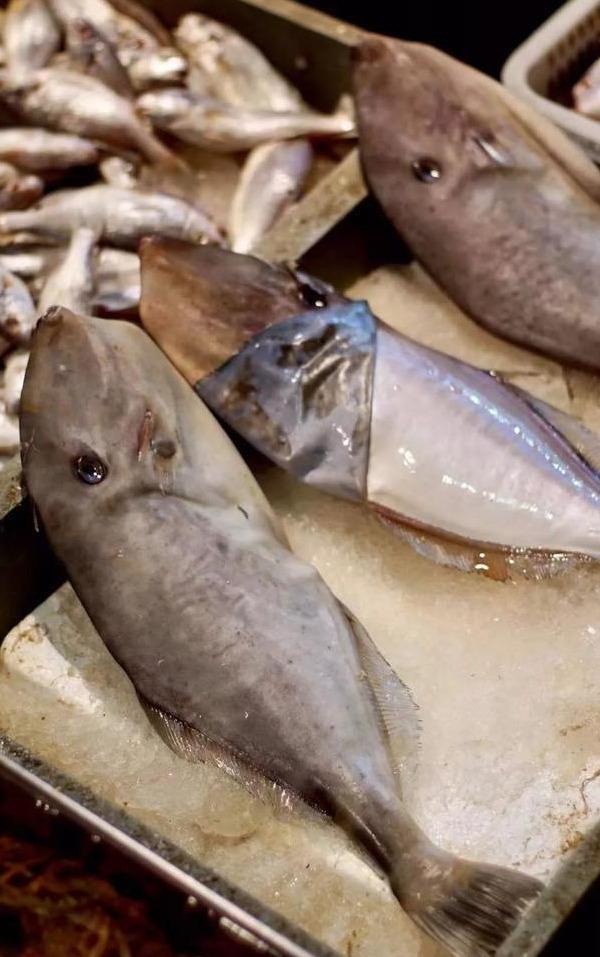 最常见的50种食用鱼,别再说你不认识,好好看看,你认识几种