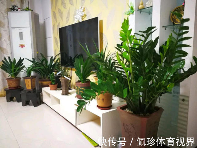 分享9种有格调的“旺财花”,除了好看,还吉祥,寓意财源滚滚