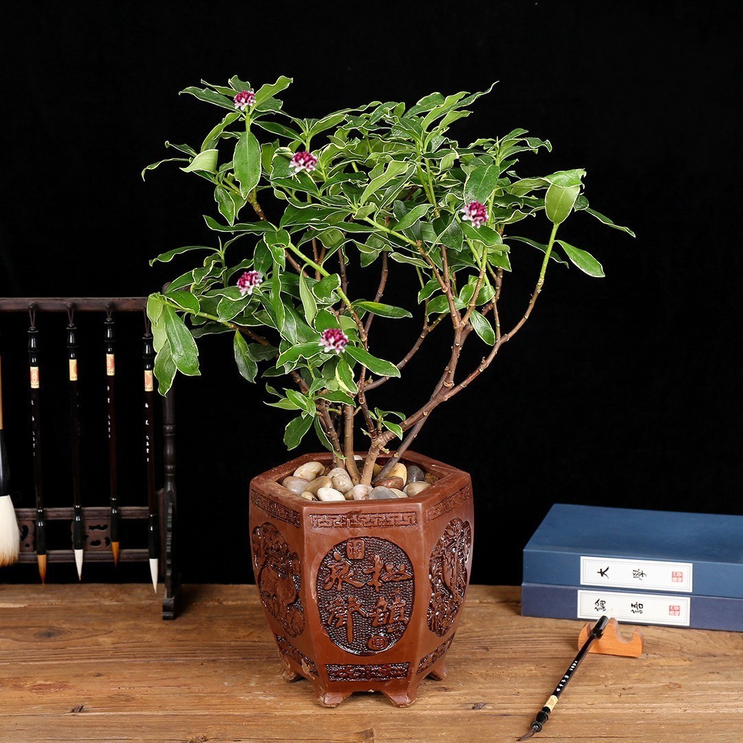 鲜艳|比香水还香的几种盆栽,给点水就能活,但养的人却没几个