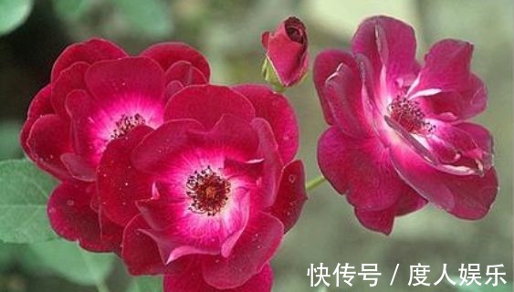 栽种|新手养花，不如养盆花中精品“葡萄冰山”，花大色艳，株型饱满