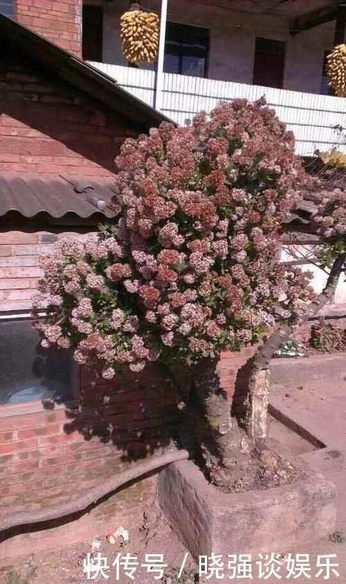 大腿|养了20年的玉树,杆子比大腿还粗,满树白花跟下雪了一样