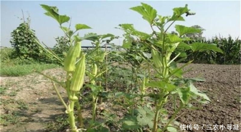 引入|引入国内百年才成网红,被称作“蔬菜王”,如今跌落神坛,农民不爱种