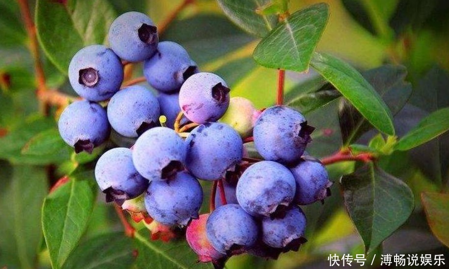 水果|7月来了, 推荐女人想吃三种水果,皱纹没了,肌肤也水嫩了