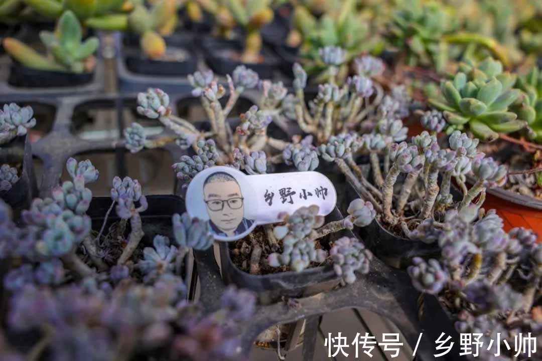 多肉|做好这几点，多肉养个两三年，变成大老桩