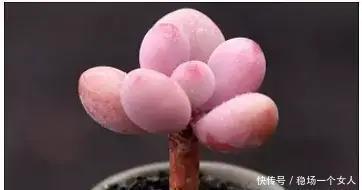 4步学会多肉变身老桩,身价立马翻10倍