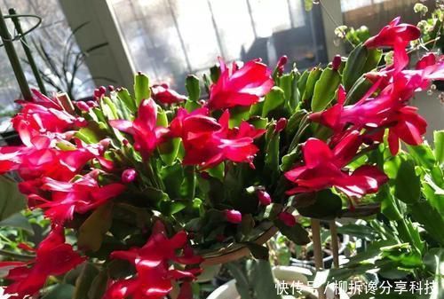 吊兰|春天养花,切忌2种水浇花,不然绿萝、吊兰都黄叶,别忽视