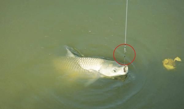 酒米|野钓中小鱼闹窝,子线用长还是用短?科学选择子线,中鱼率飙升!