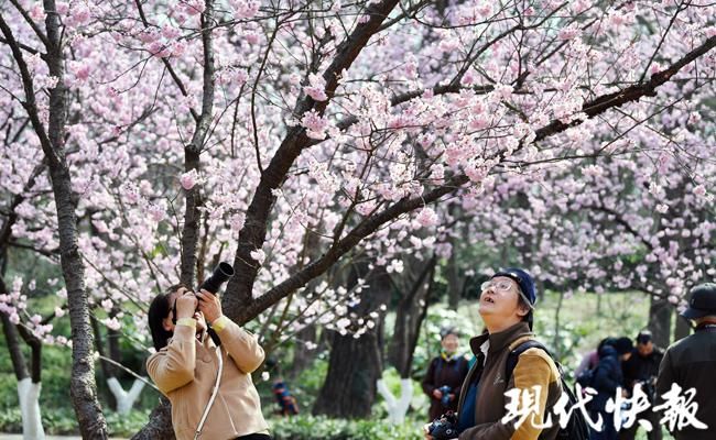 春日|南京中山植物园“拍了拍”你，春日限定美景上新啦！