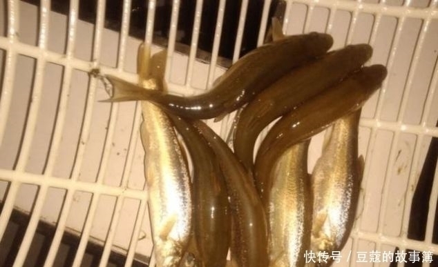 鱼鳞|世界上最古老的鱼类，深山老林才有，鱼鳞好吃，鱼肉自带香味