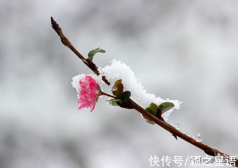 雪景|大雪、暴雪，宁波六处赏雪地，雪景很美安全第一