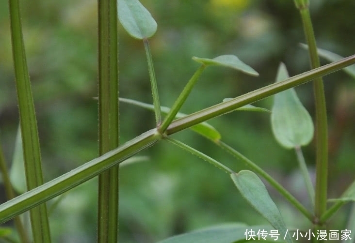 它是人人称赞的“活血丹”，价值宝贵得珍惜，若见着还请保护好