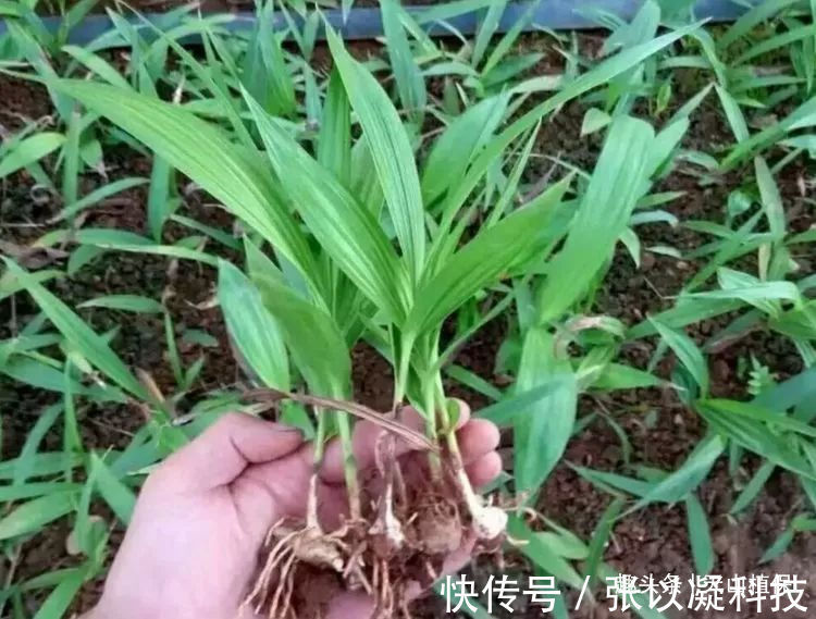 美白仙子|一种药材濒临灭绝,人称“美白仙子”,一斤能卖到600多元!