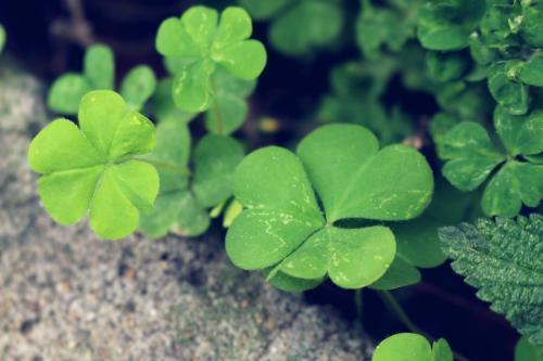 三叶草|农村随处可见的“土人参”,堪比冬虫夏草,人们当杂草,可惜了