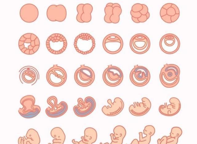 变化|怀孕1~40周，每周身体有何变化？送你一份“孕期清单表”！