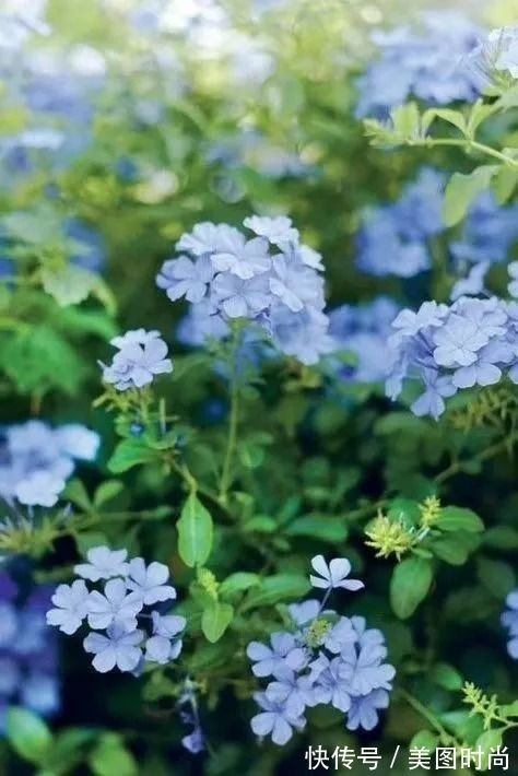 薇月|四年前,接手了朋友带120㎡院子的房子,打造成花园后朋友羡慕了