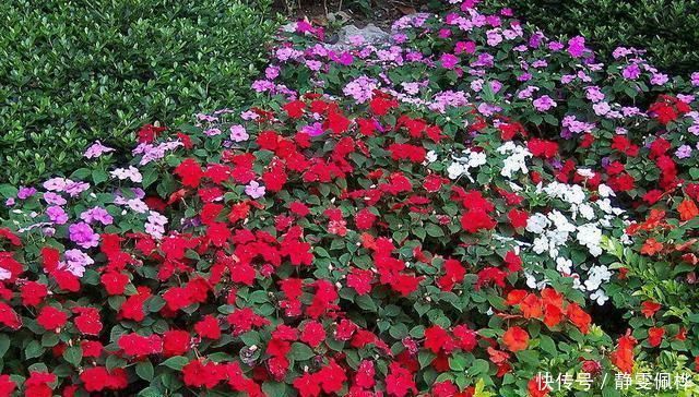 压箱底的养花绝活,种花用这三种“黄金土”,不爆盆来找我