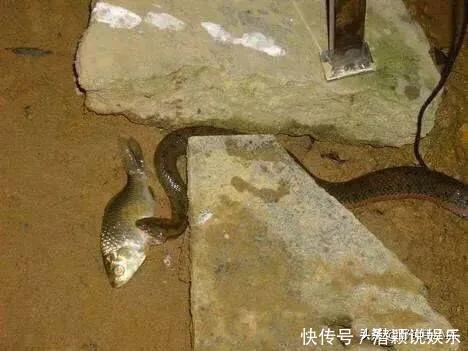 为什么很多钓友拒绝夜钓？怕鬼！其实这几点才是钓友害怕的