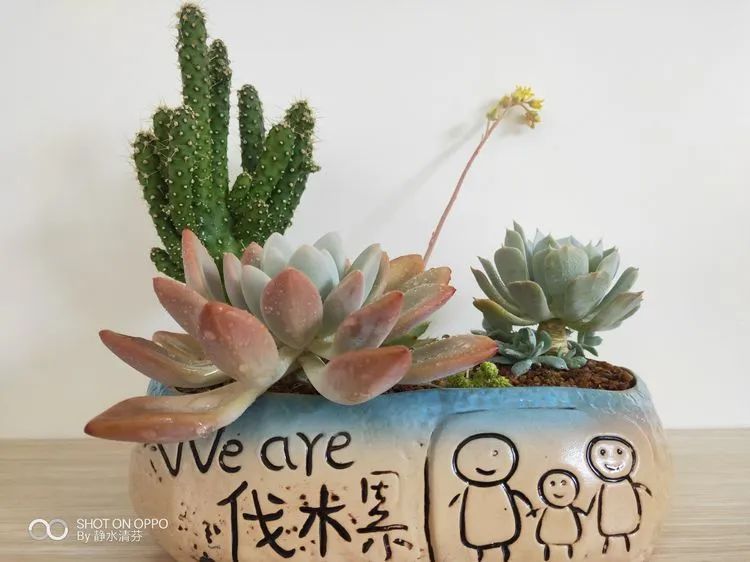 状态一般的多肉们，在我这儿已经是最美的存在了！
