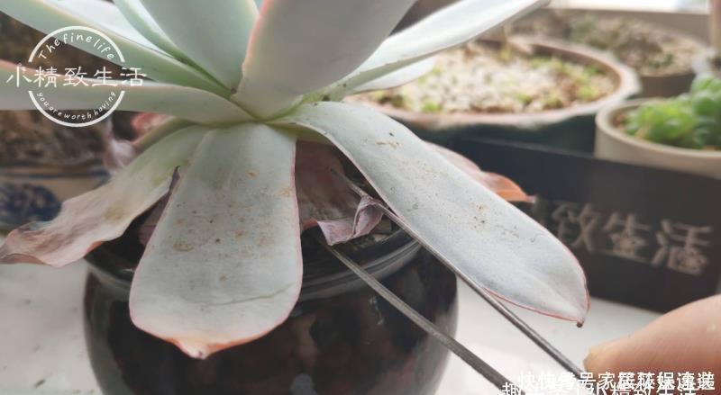 一个小细节,关系多肉安全度夏,这事做得早,肉肉夏天没烦恼