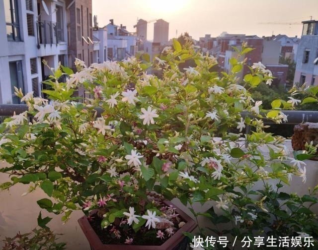 植株|养茉莉花、栀子花,做到“4个多”,2年长成“小树”,开花更多!
