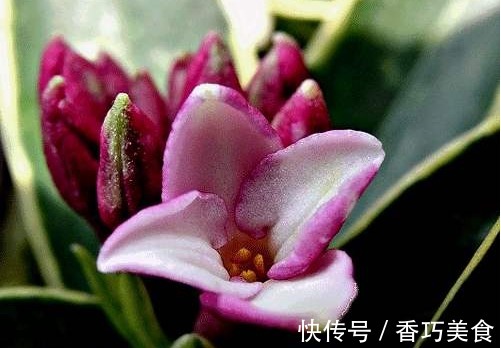 景天科|新手养花,不妨试试这几朵,比绿萝还好养,郁郁葱葱,四季常开花