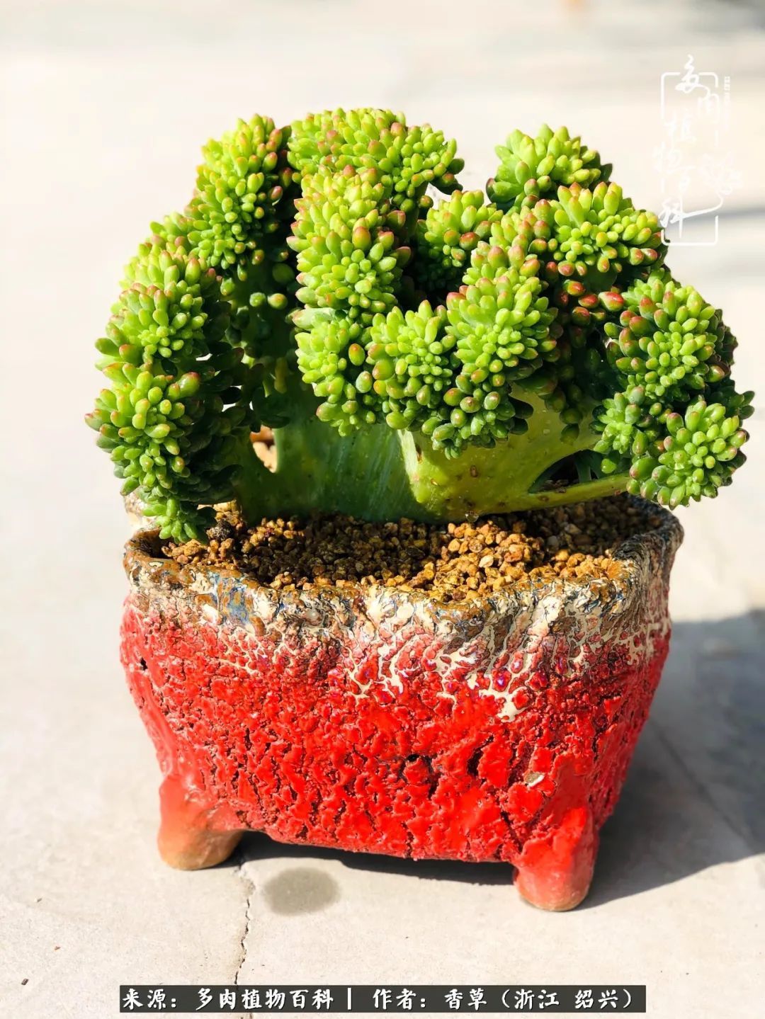 阳台上的一亩三分地,我愿与你一起,与时光媲美!