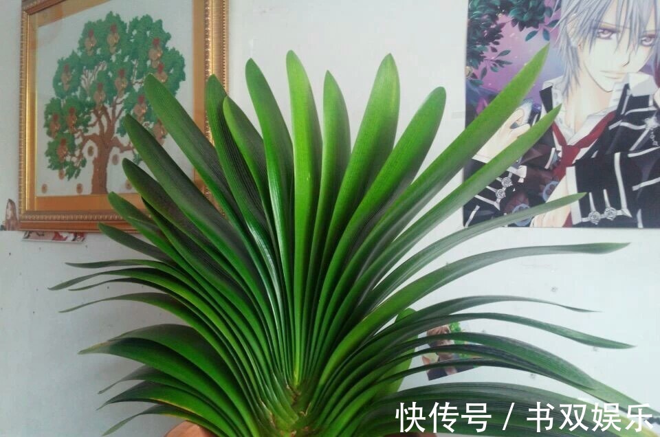 君子兰不长叶、不开花9月开始，浇水摻点“小颗粒”，入冬开花