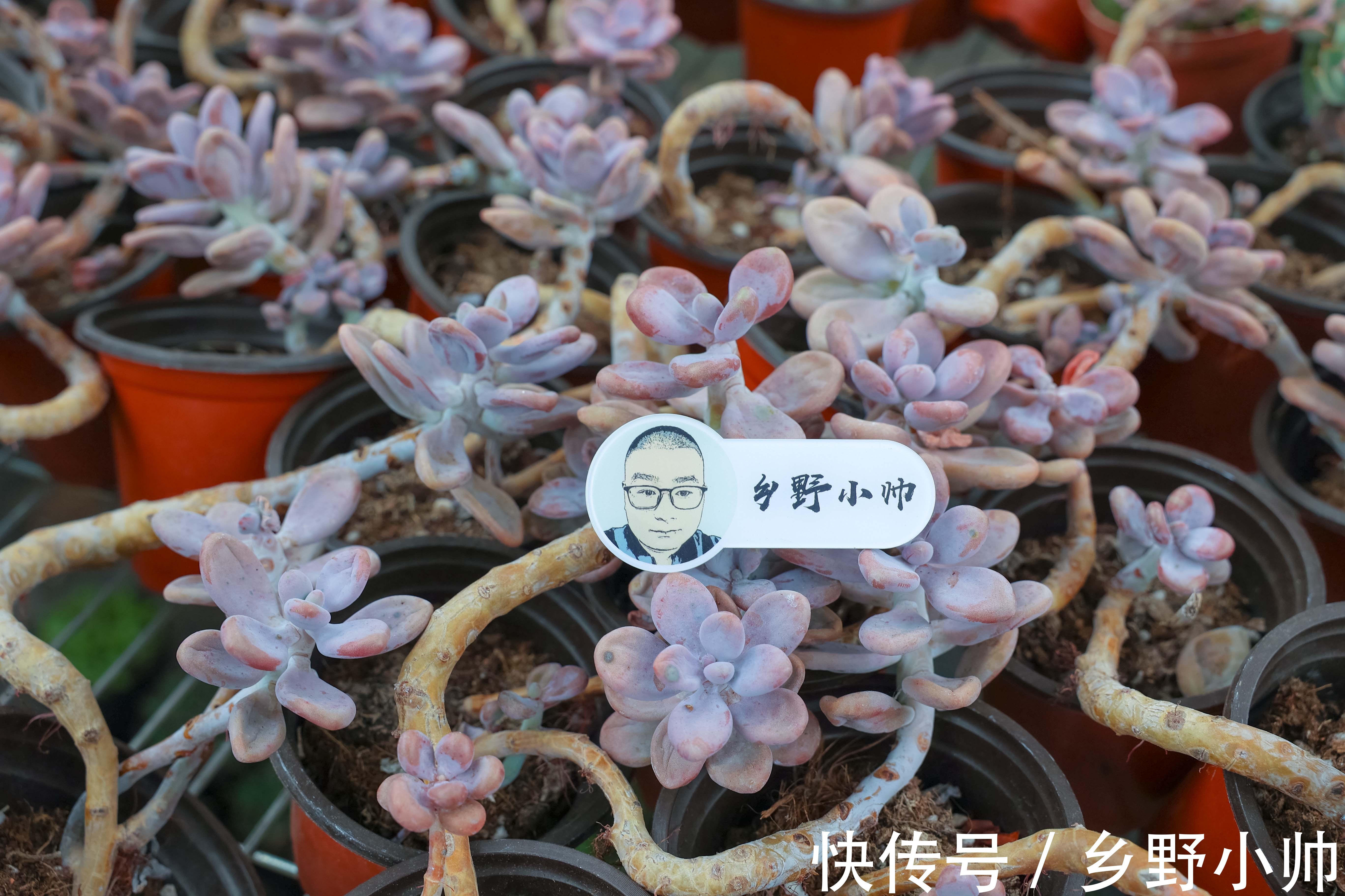 花盆|不管你是萌新还是大神，这两款漂亮的老桩多肉。都值得入手