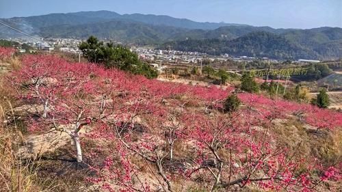 中年|春暖百花开，赏花正当时，蕉岭广福鹰嘴桃花吸引众多游客前往观赏